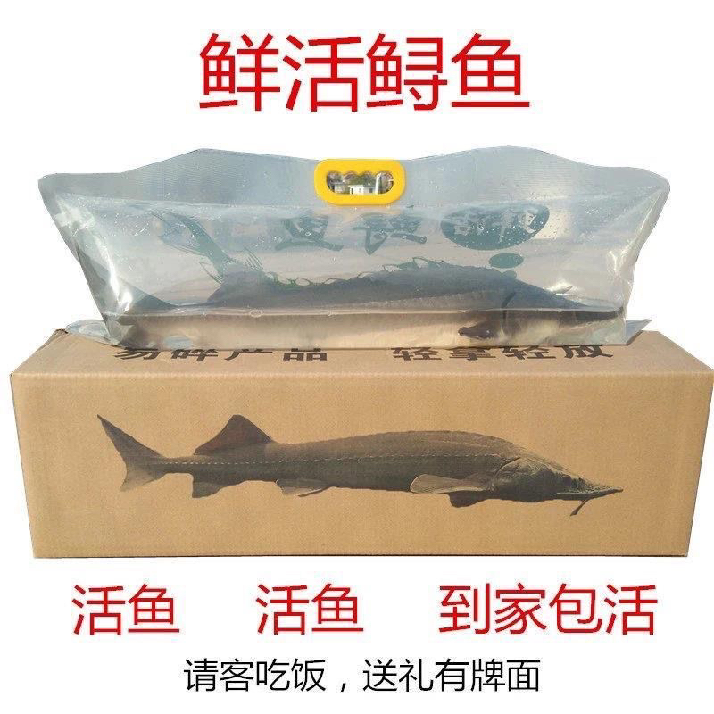 观赏鲟鱼淡水鱼冷水鱼鲜活可食用到家中华鲟