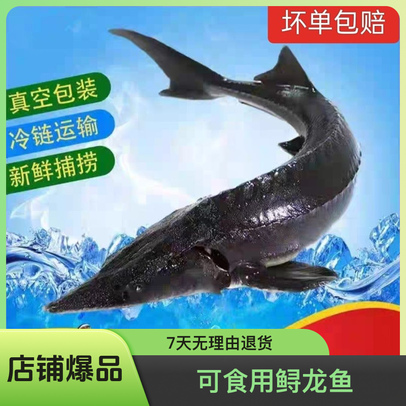 鲟龙鱼无刺水产礼品生鲜软骨无刺鱼无骨中国鲟鱼顺丰包邮中华鲟