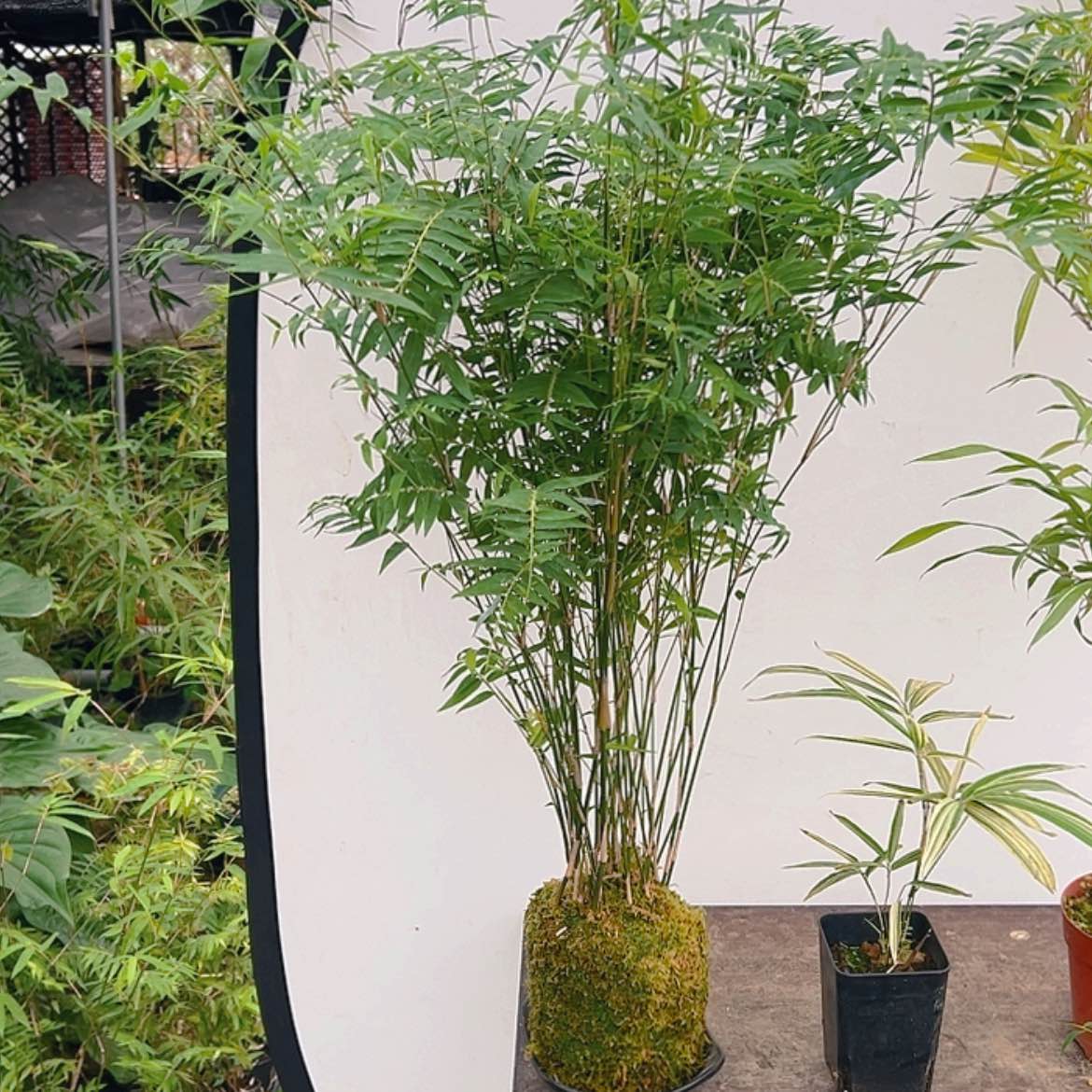 【闪购商品】s***n米竹