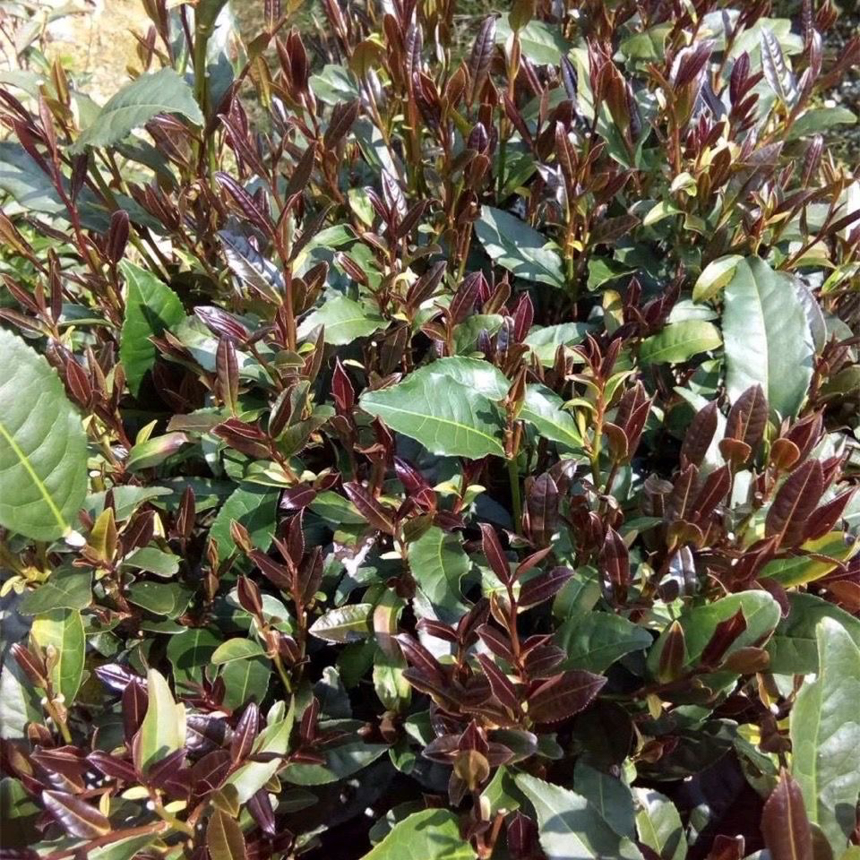 千树六堡茶【原种紫芽】2024年农家茶 兰花香 蜜香 春茶 生茶六堡茶