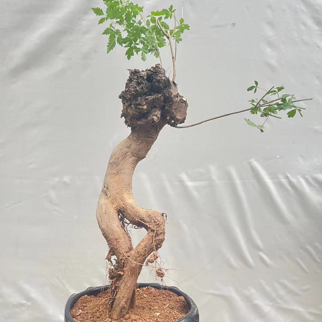 盆景 黄荆 黄栌 鬼见愁 雀梅 一物一拍