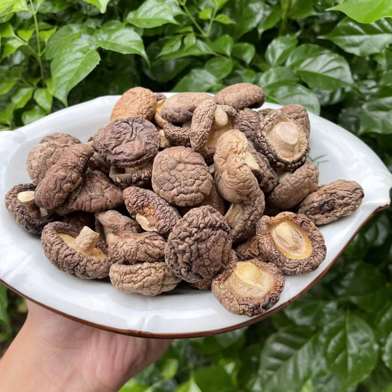 梁一个推荐 新货 三明香菇 500g（含袋重量）