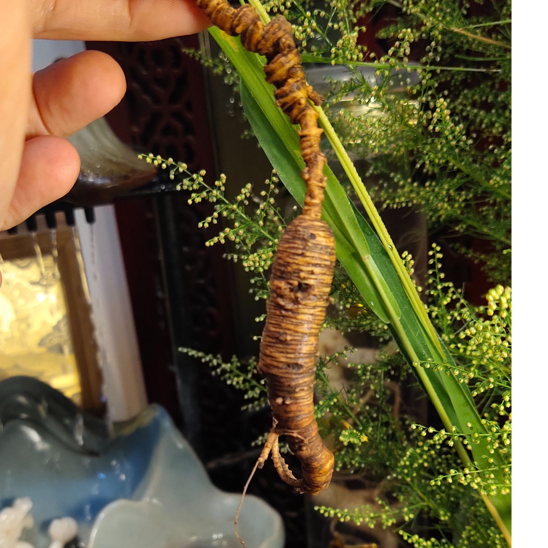 一单一截图长白山主脉山参以直播为主