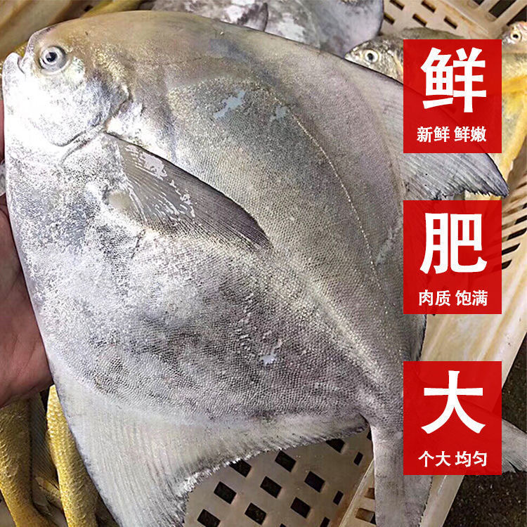 北部湾海鲜野生斗昌鱼深海鲳鱼水产平鱼净含量海鱼新鲜生鲜