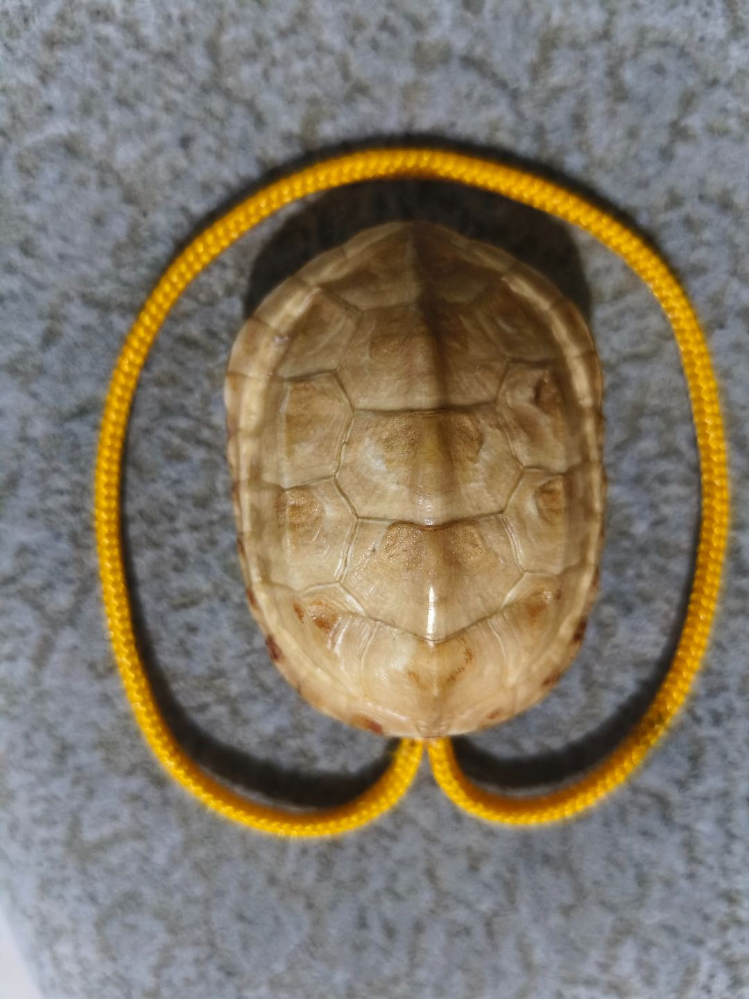 龟壳手把件，摆件