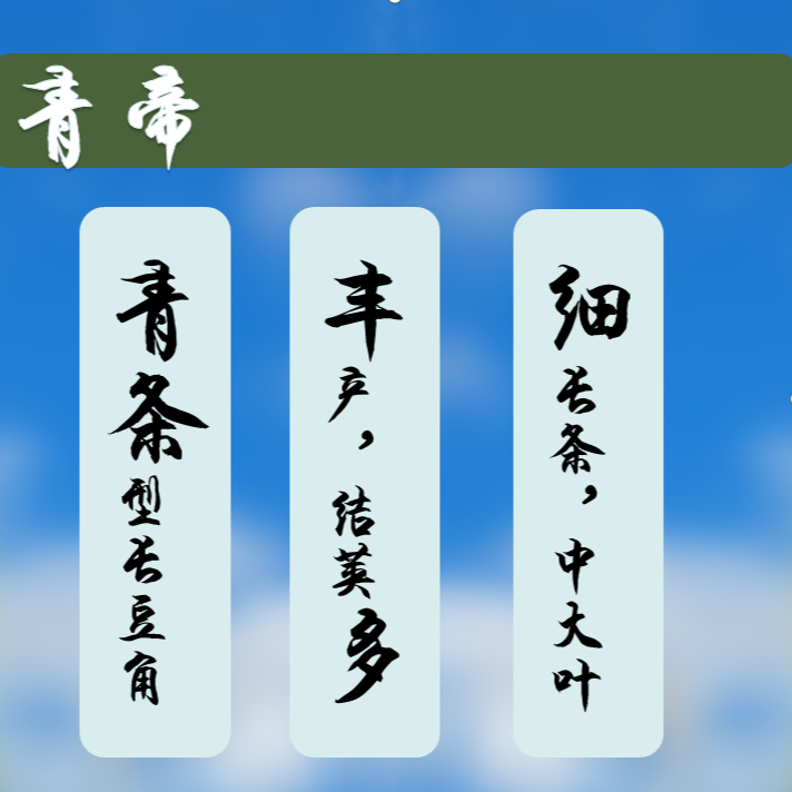 全王青帝  灰青条长条豇豆种植豆角种200克春季