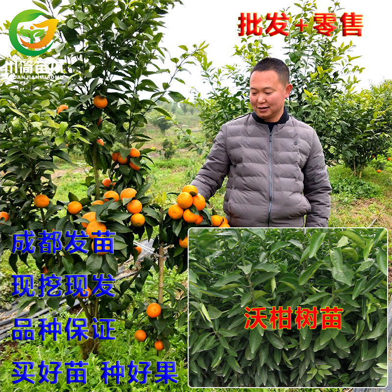  热销嫁接有籽沃柑晚熟沃柑橘桔子水果树苗木带土球营养杯成活高