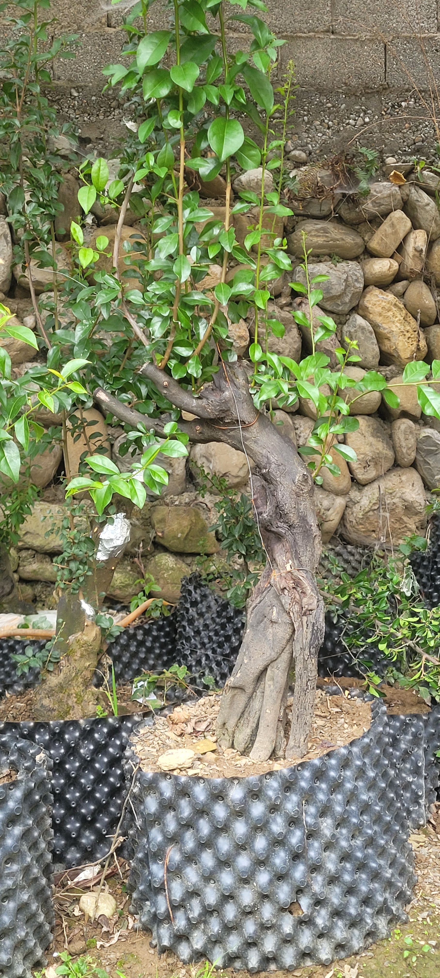 金弹子盆景素材参考