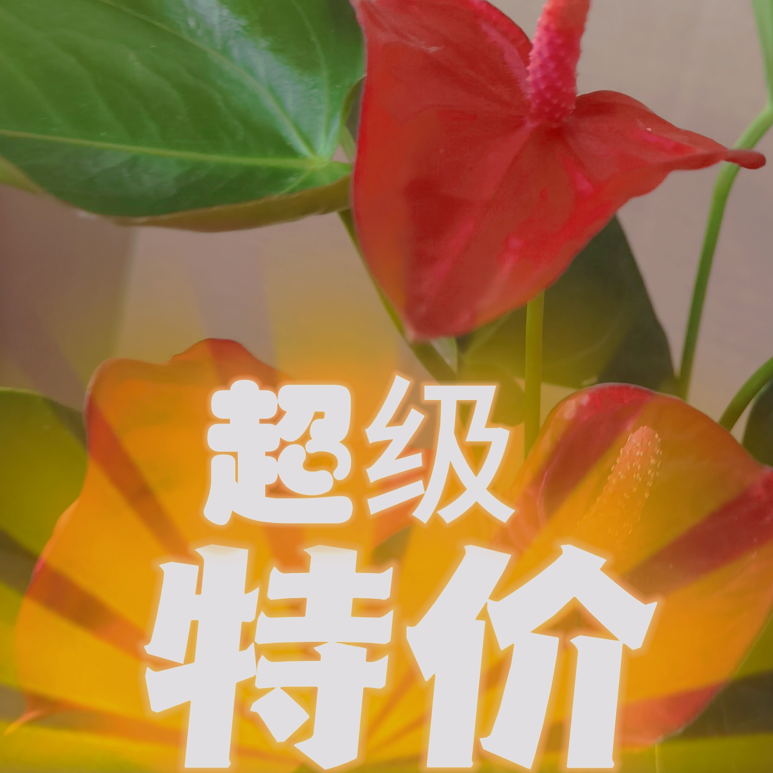 特价2盆组合【直播间选】