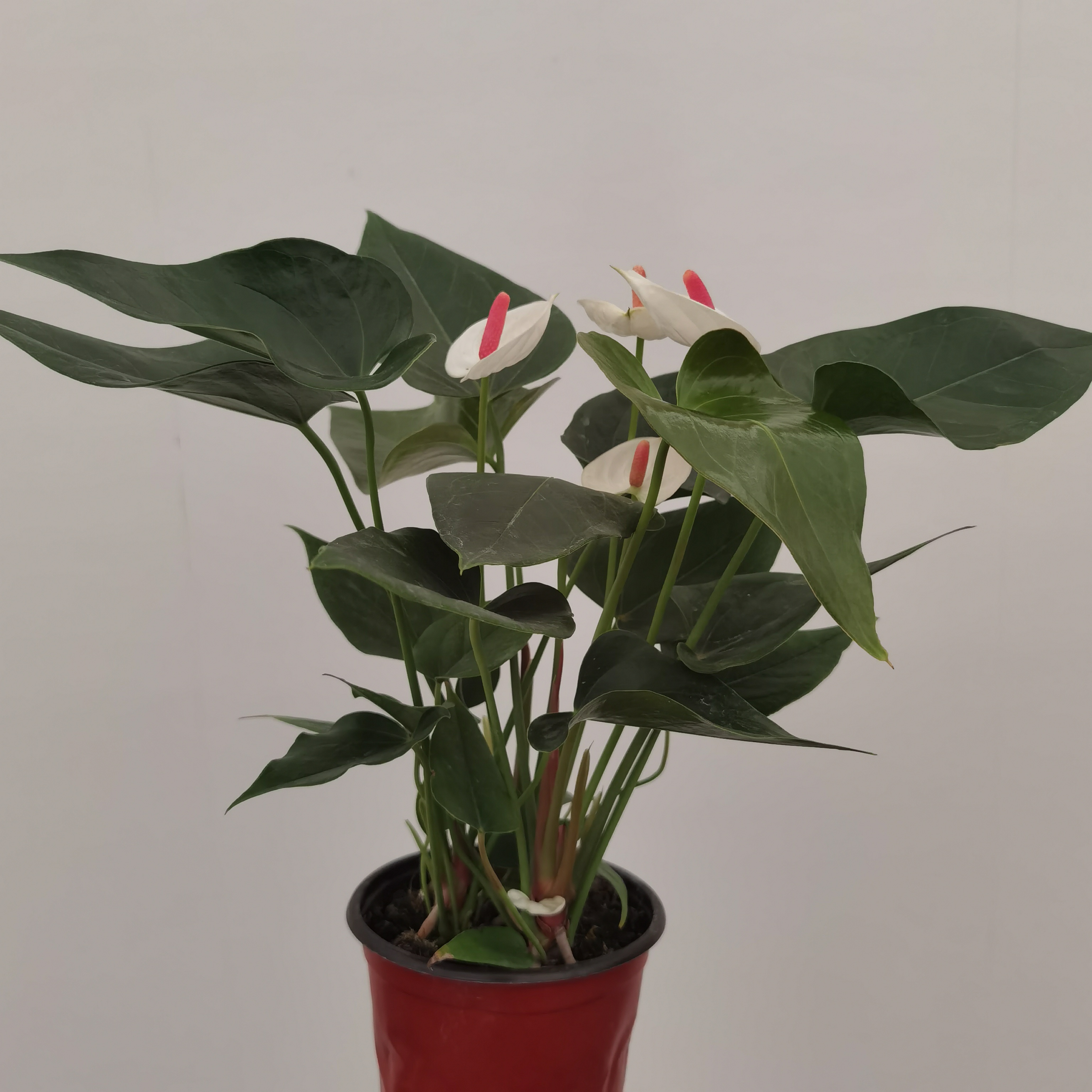 【白掌-白色丽人】红掌盆栽室内绿植大叶鸿运当头四季开花植物白掌