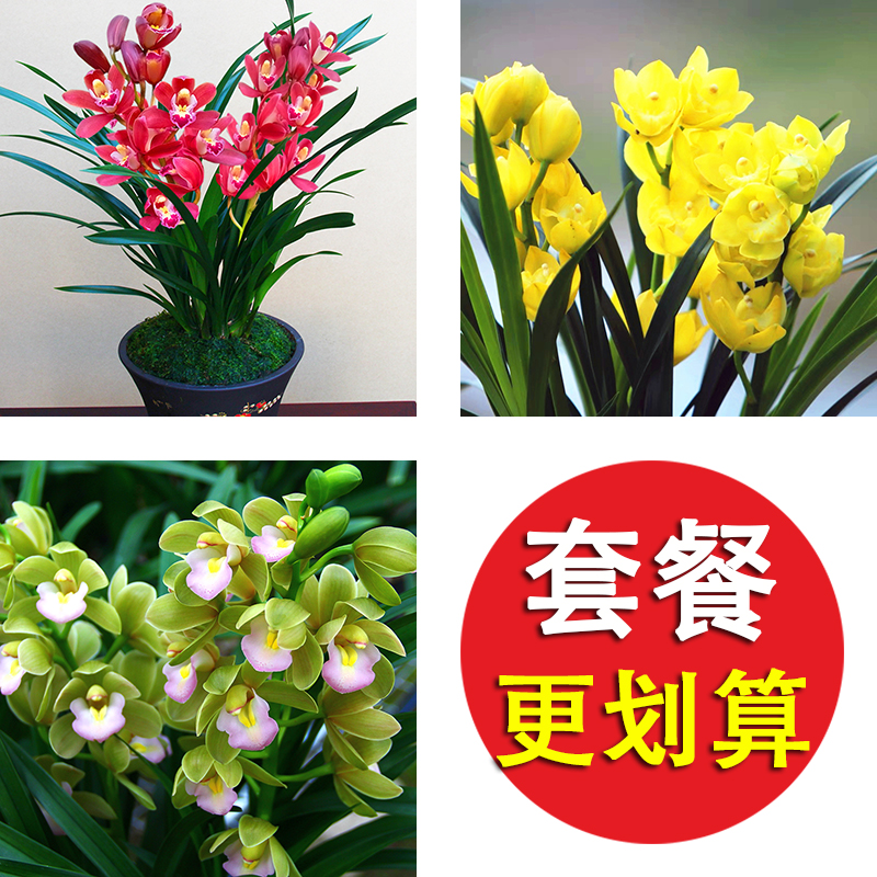 兰花苗套餐专区好养易活盆栽花卉绿植兰草客厅室内阳台植物
