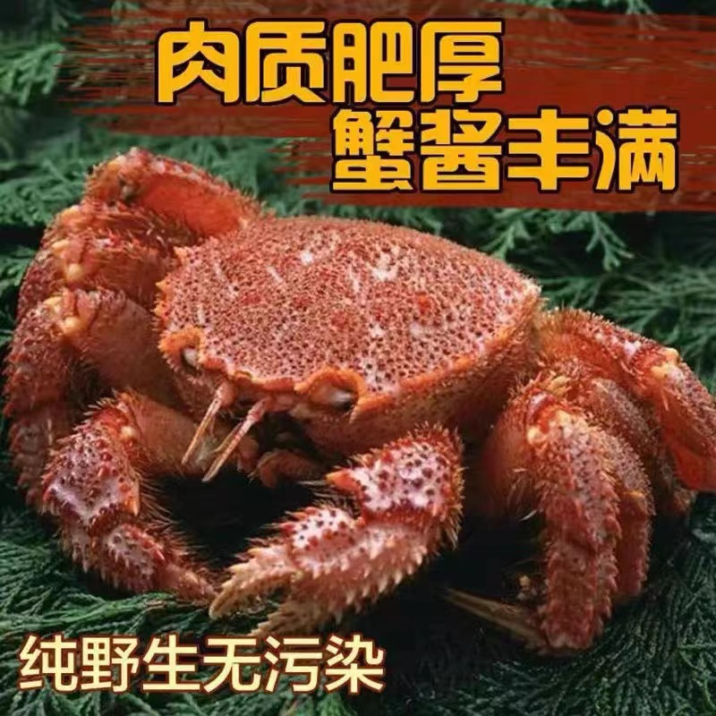 红毛蟹 鲜活冷冻海鲜毛蟹俄罗斯进口雪蟹蟹一只顺丰包邮
