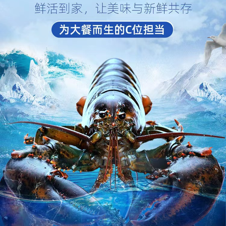 波龙  超大莫桑比克小青龙虾澳龙红波龙刺身新鲜冻品