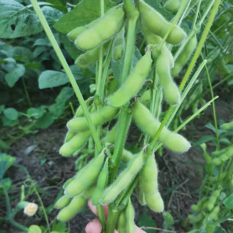 【琴姐蔬菜直销】新鲜现摘带壳毛豆荚