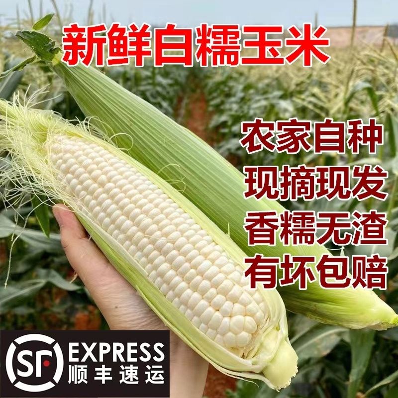 【东台琴姐】农家自种新鲜糯玉米现摘现发