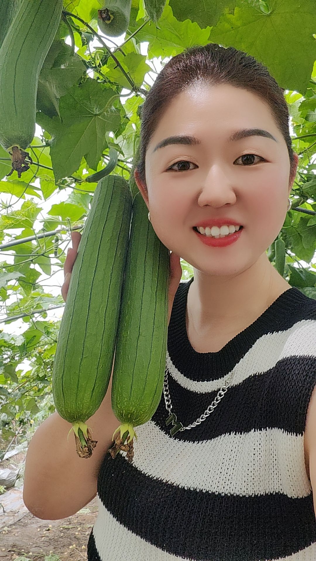 【东台琴姐】东台本地香丝瓜顺丰包邮现摘现发