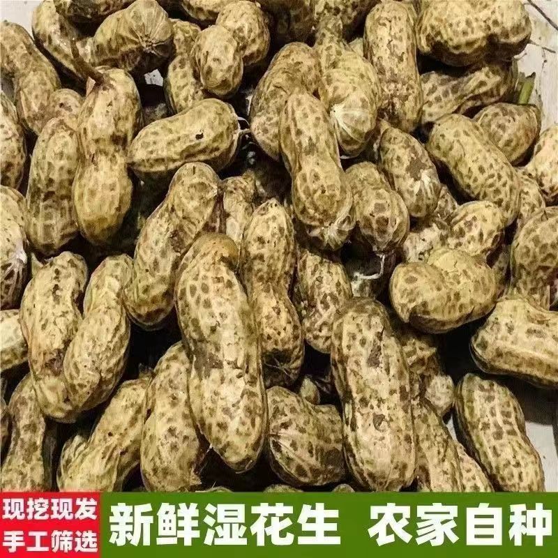  【东台琴姐】农家自种新鲜花生现摘现发顺丰包邮