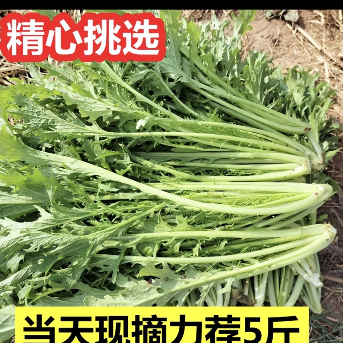 【东台琴姐】农家自种新鲜雪里红九头鸟蔬菜雪里蕻可腌制咸菜5斤