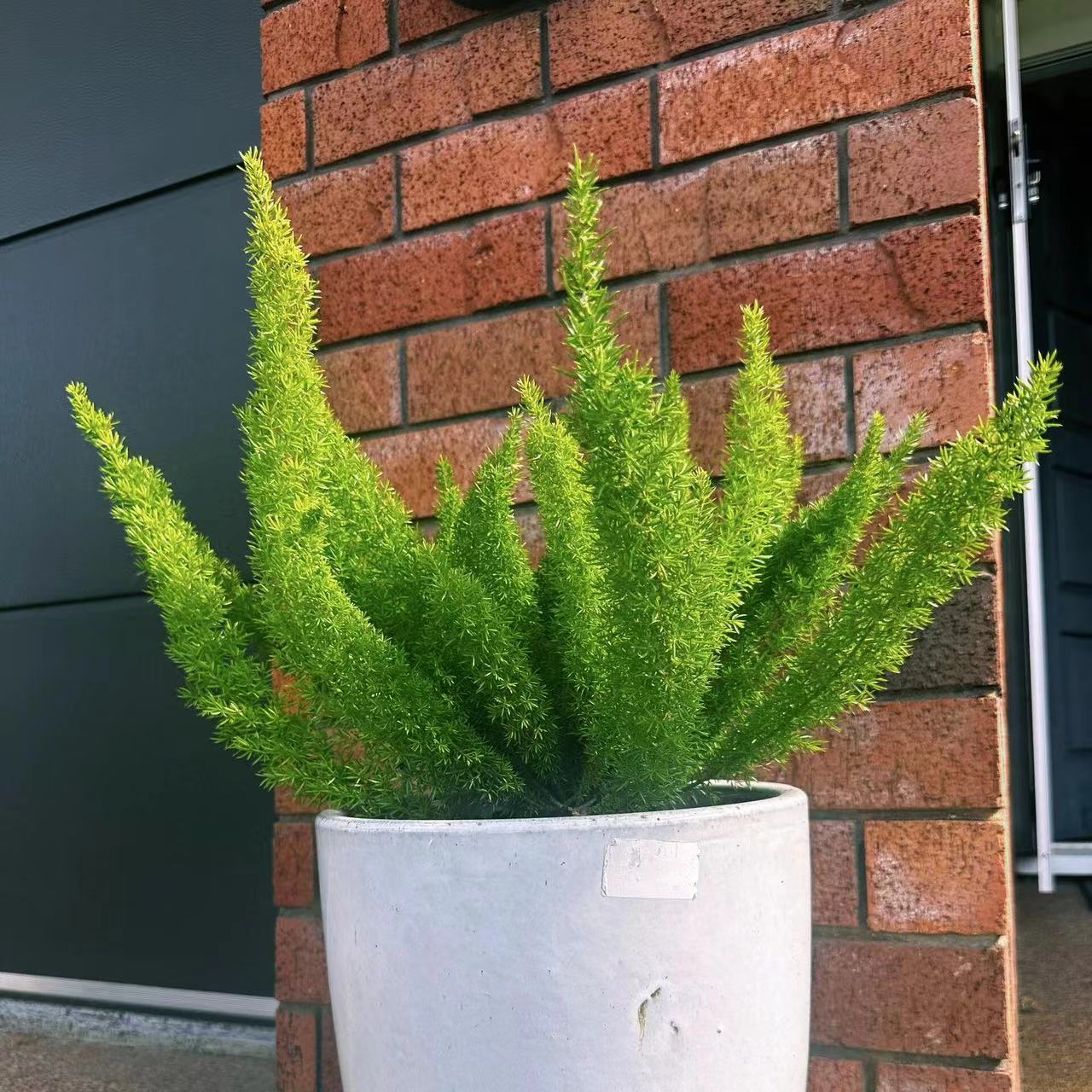 微卉狐尾天门冬 阳台庭院绿植美观大气简约小尾巴形耐寒1加仑原盆