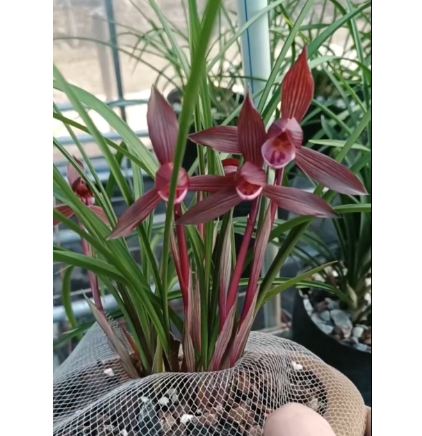 兰心兰苑兰花拍下付米截图一号链接