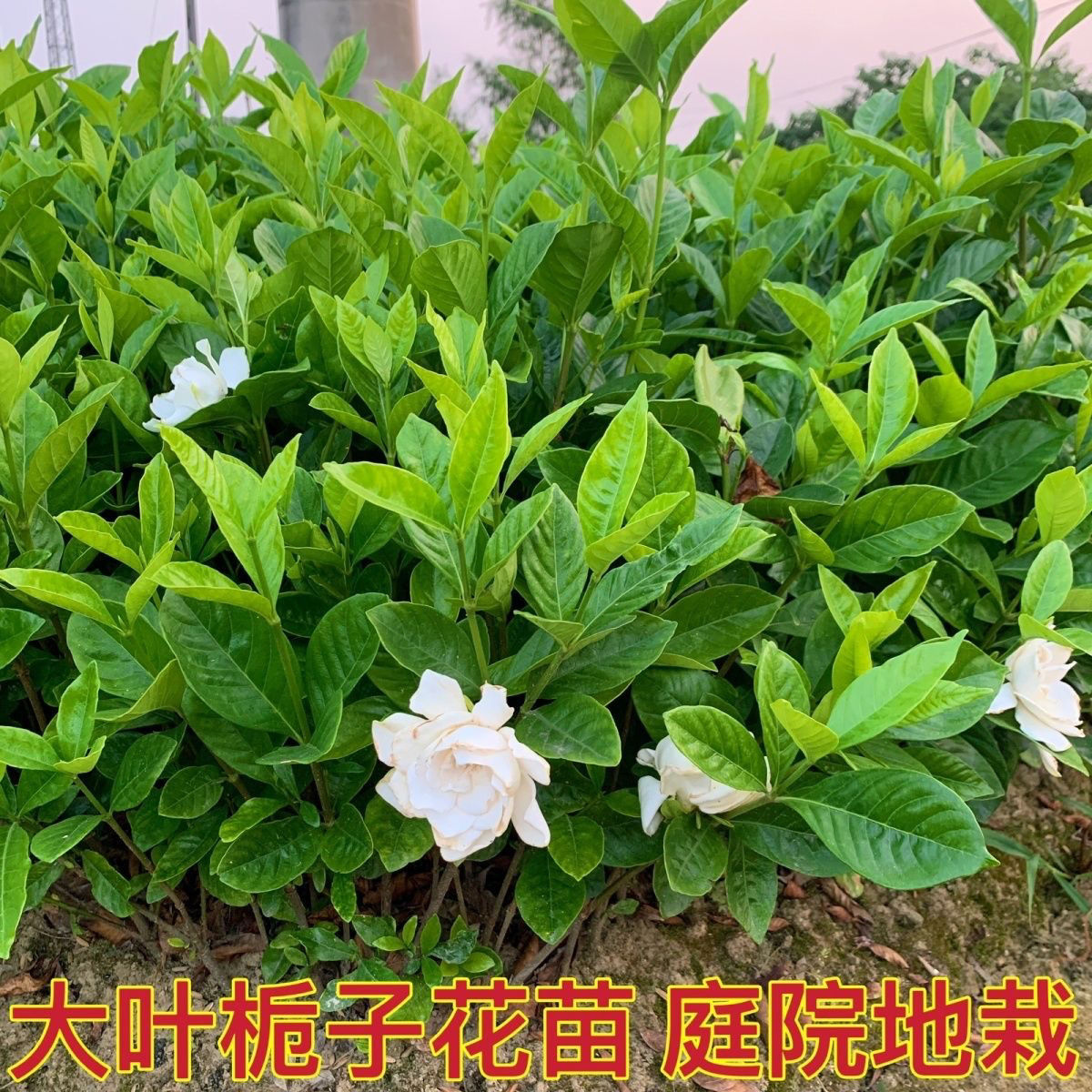 栀子花大叶栀子花苗庭院园林绿化植物四季常青