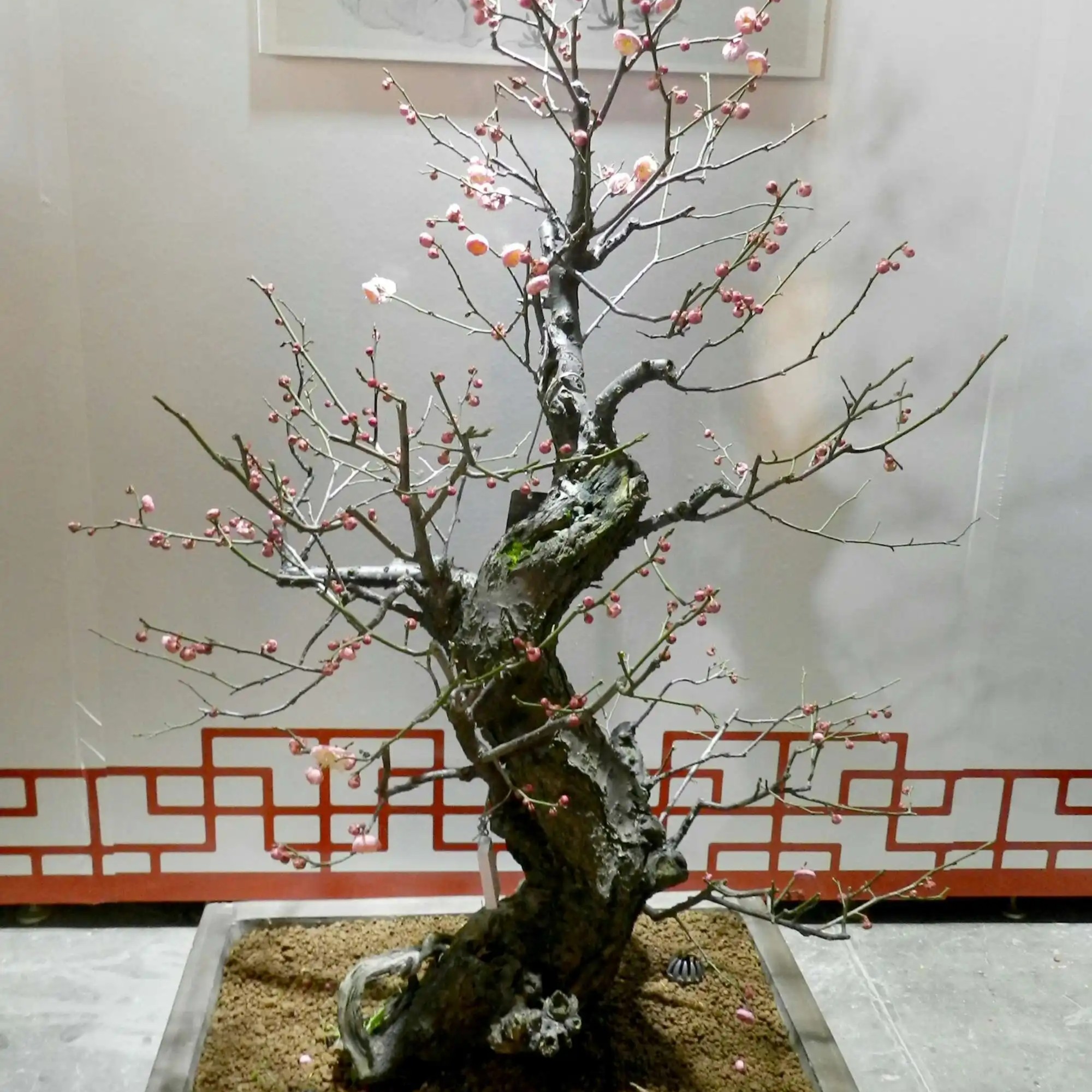 飞绿鄂梅花老桩盆景