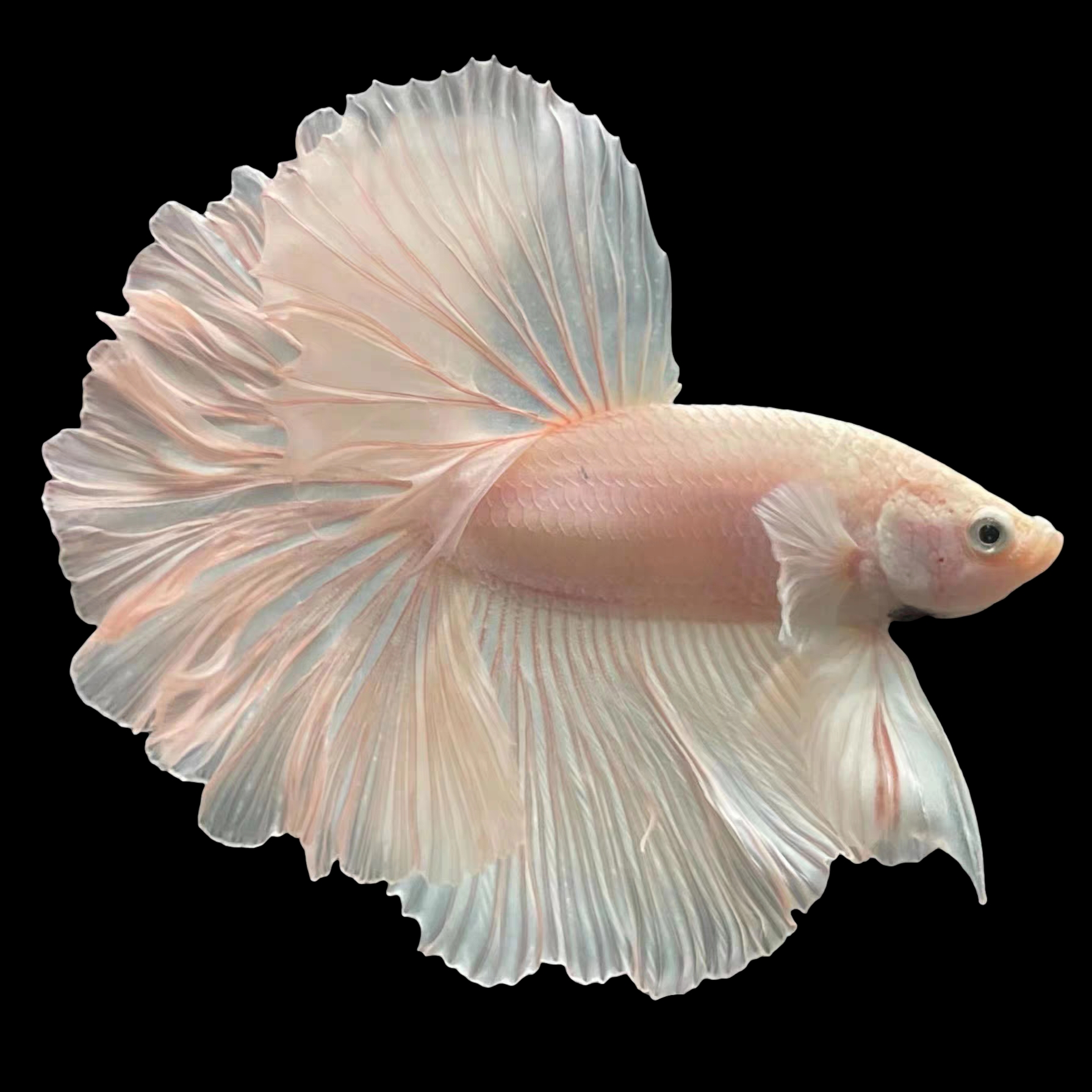 【101-130】泰国斗鱼满两条包邮包活送饲料好养耐活（不带鱼缸）