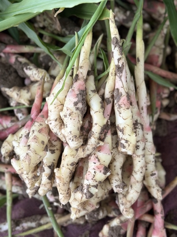红芽嫩姜-小姜芽现挖现发泡姜泡菜腌姜糖醋姜