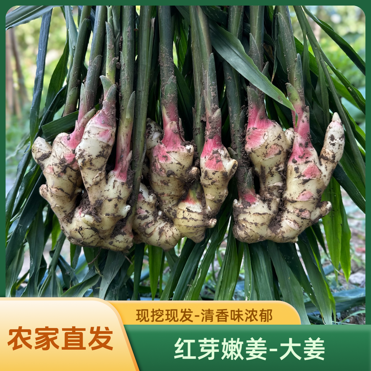 农家自种新鲜生姜大黄姜现挖现发炒菜煲汤调味