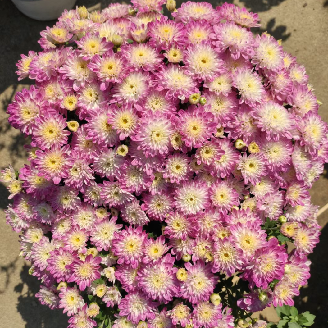 夏菊球菊花苗庭院植物阳台花卉千头菊耐寒耐热多年生四季开花盆栽