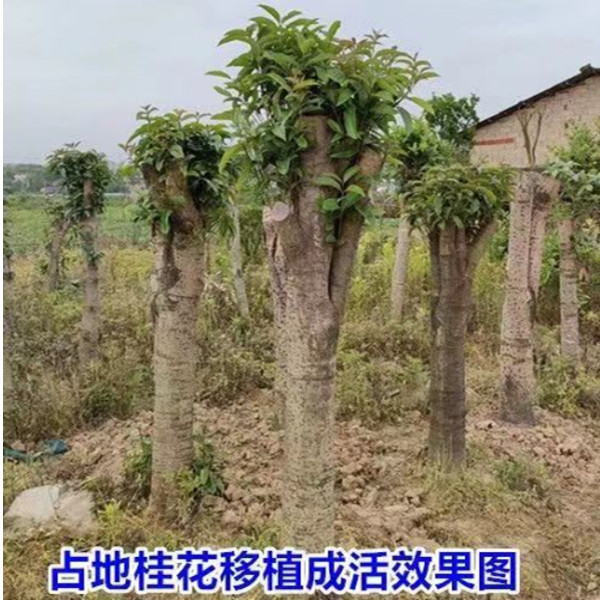 处理占地桂花2－20公分