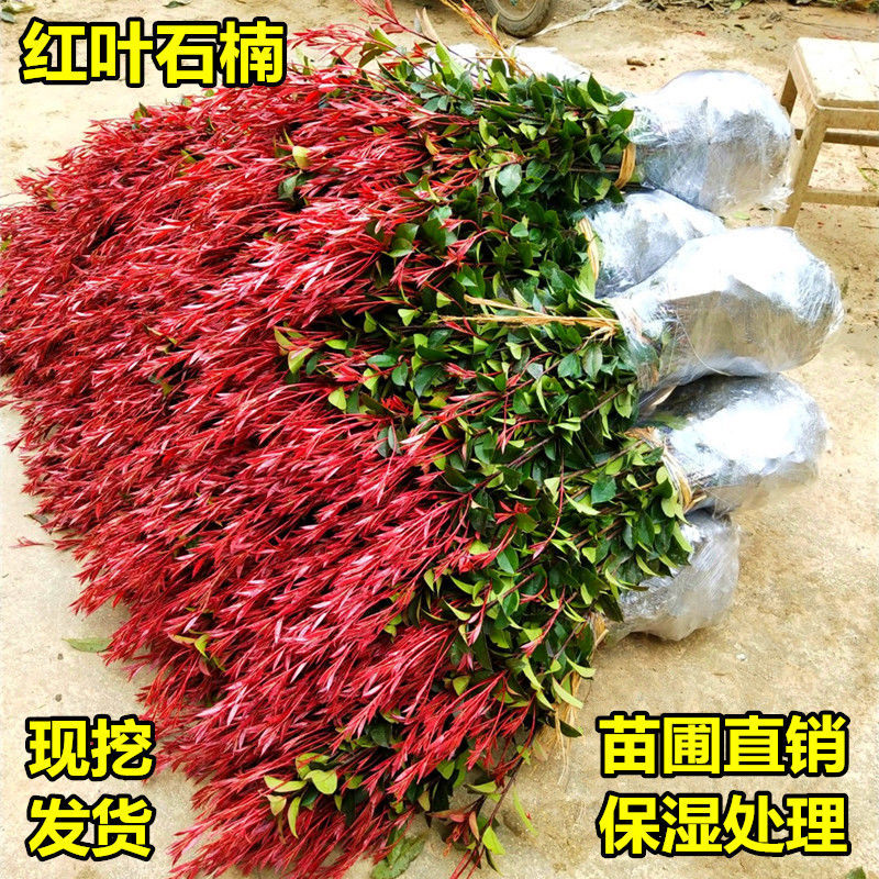 耐寒抗冻红叶石楠女贞茶花