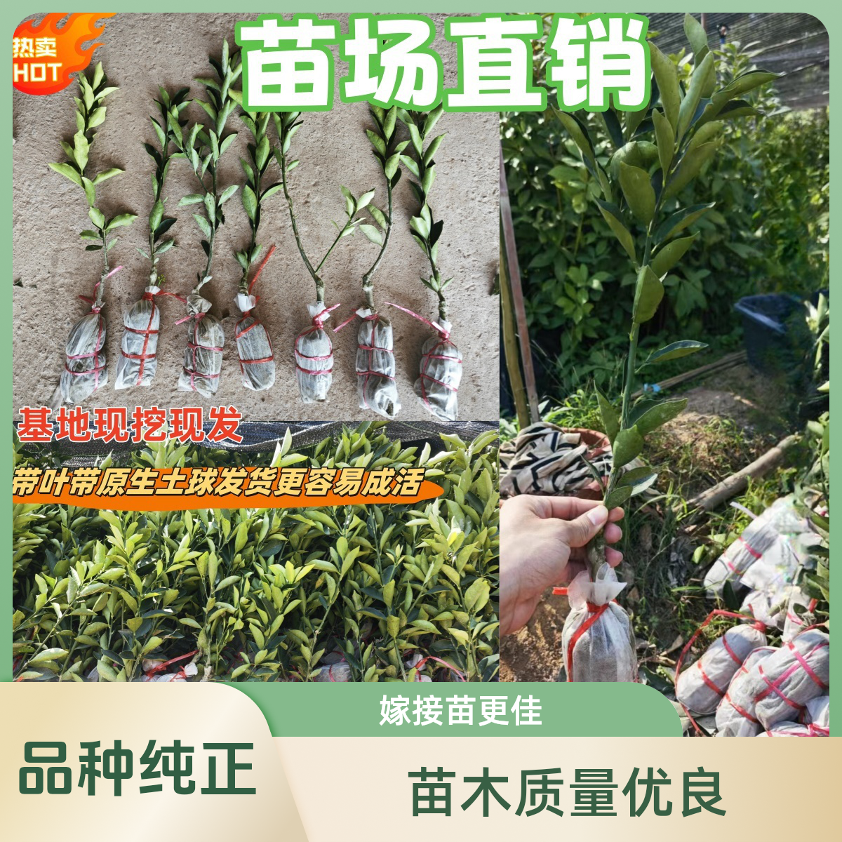 山乡人正品脆蜜金桔苗广西融安金桔树苗脆蜜金柑新大甜果三代