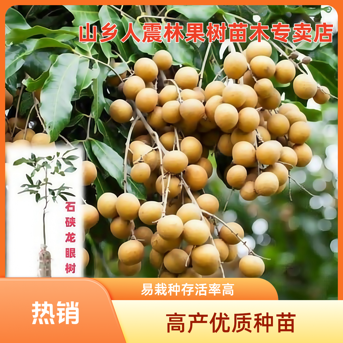 广西基地直发正宗龙眼树苗四季龙眼储良龙眼石硖龙眼庭院种植果树