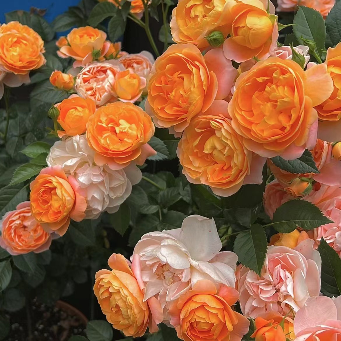 【果汁阳台】1加仑盆多棵扦插月季花花卉绿植盆栽花卉直播四季开放 