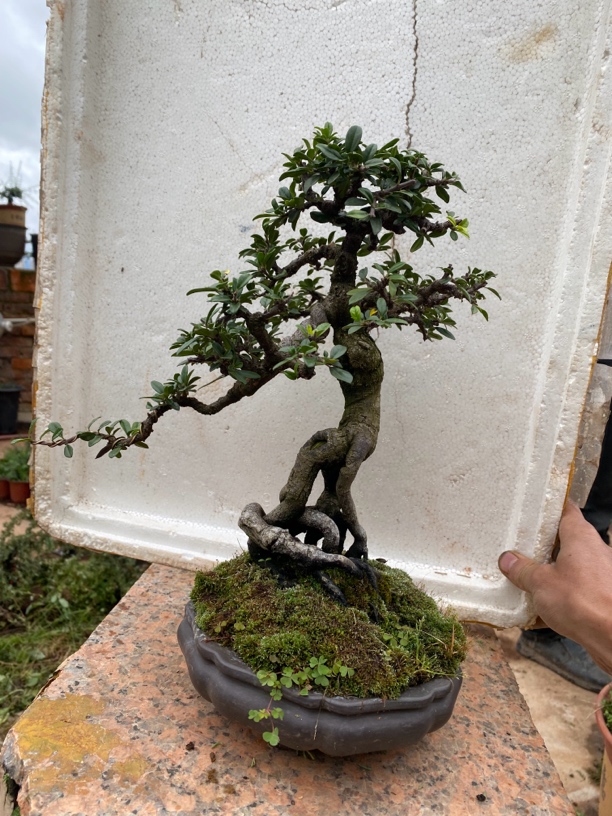 云南特色铁马鞭盆栽室外庭院造型必备绿植绿植盆栽水杨梅老桩