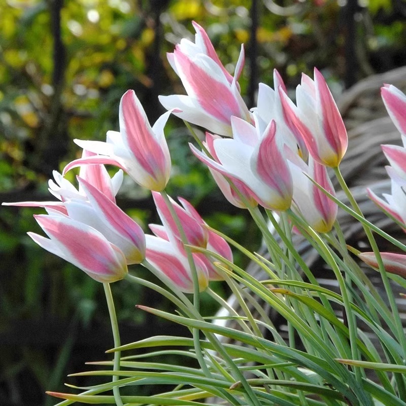 原生郁金香进口种球根水培花卉土培盆栽阳台地栽耐寒可复花多年生