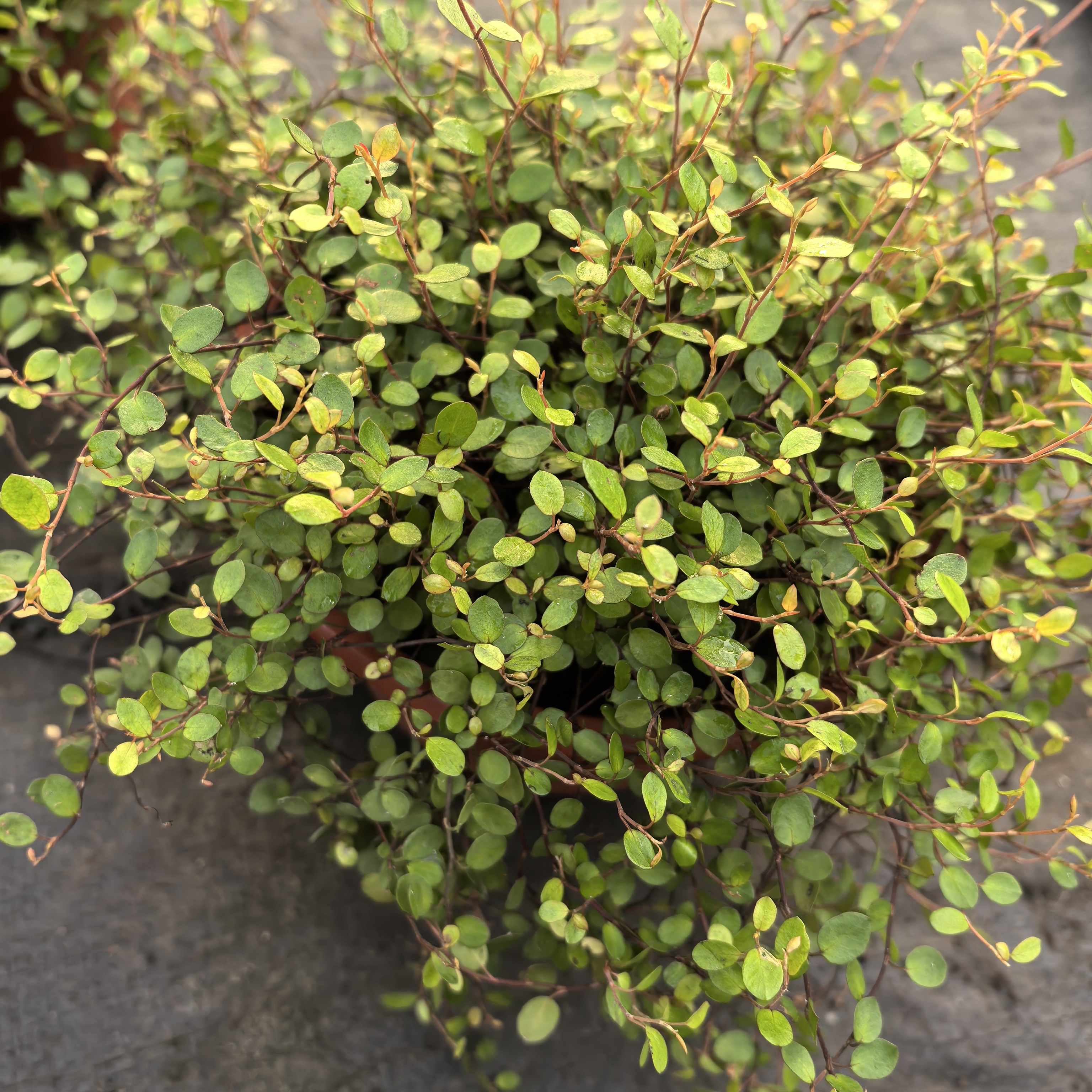 千叶吊兰除甲醛净化空气四季长青室内卧室好养活