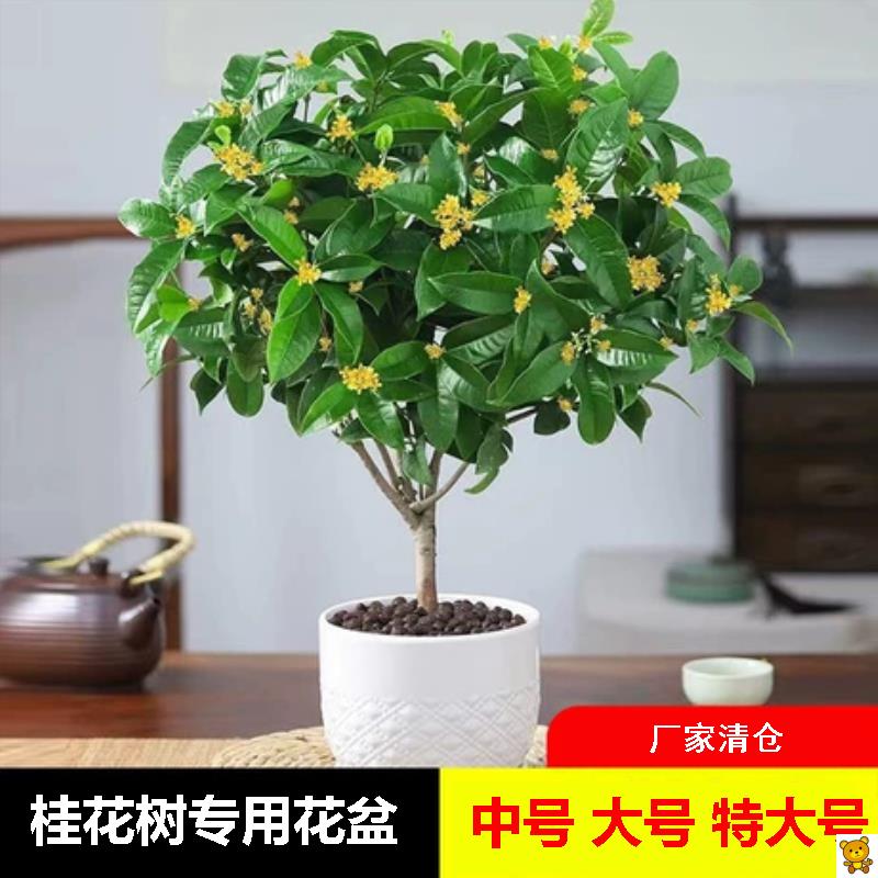 桂花树专用花盆陶瓷大号中号带托盘加厚耐用绿萝吊兰多肉户外园艺