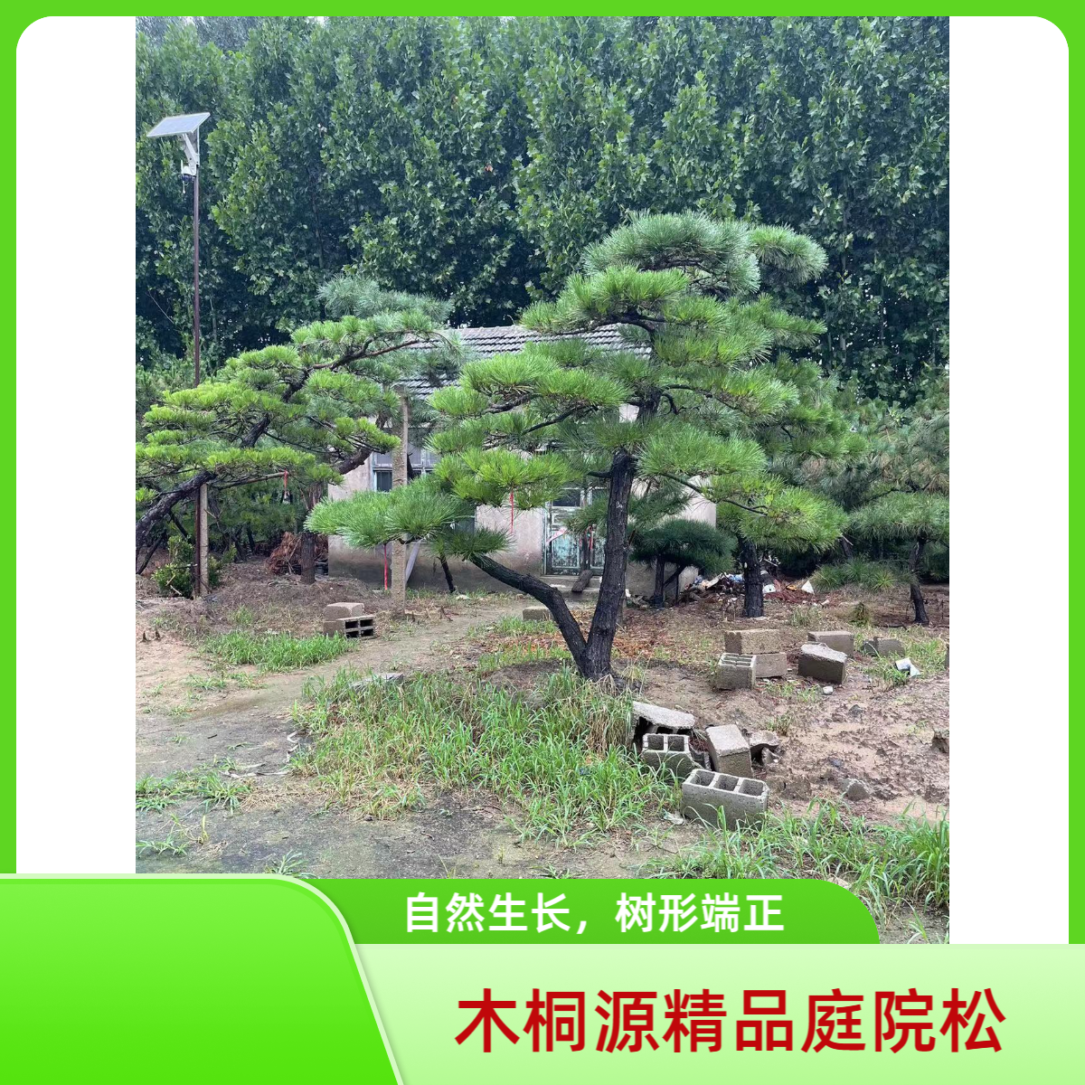 木桐源精品庭院景观松