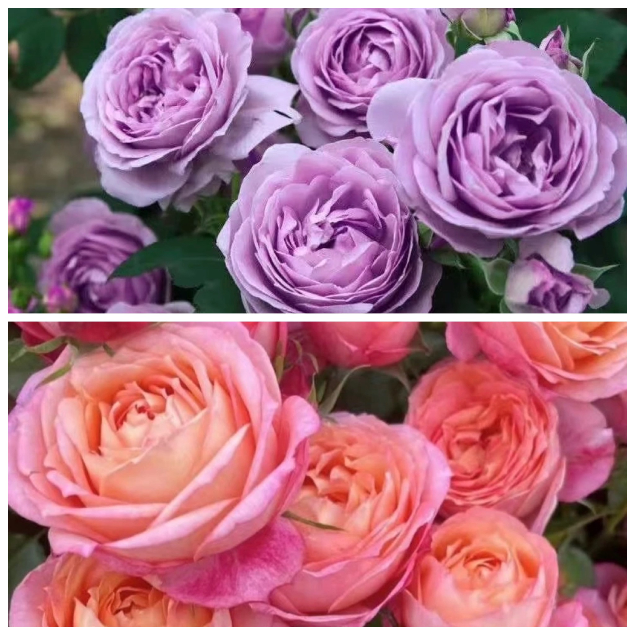 艾莎花园【大花美人+蓝色风暴】大花好养耐活四季开花庭院阳台月季