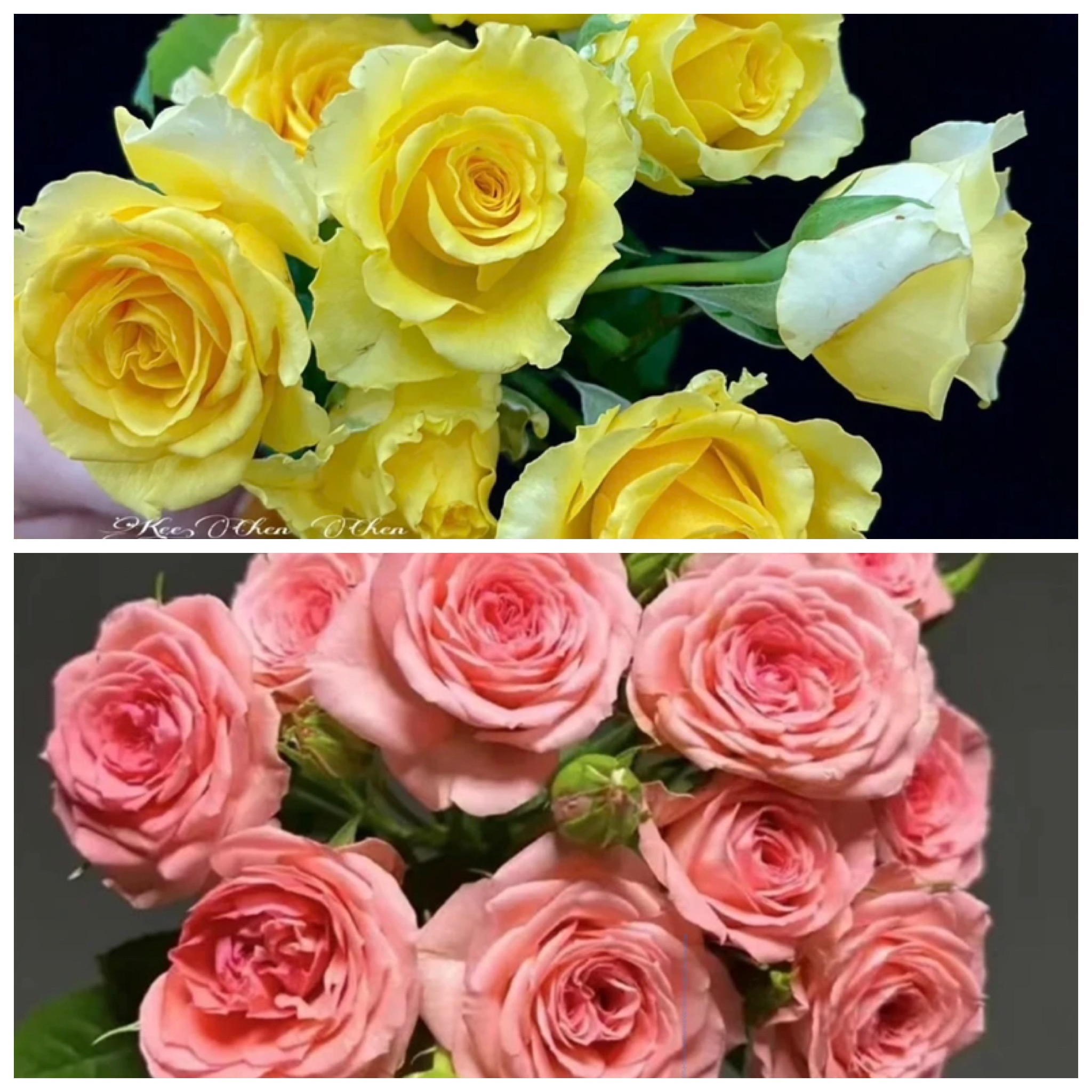 艾莎花园【仙度瑞拉+辉煌】四季开花耐寒耐热阳台庭院月季花卉