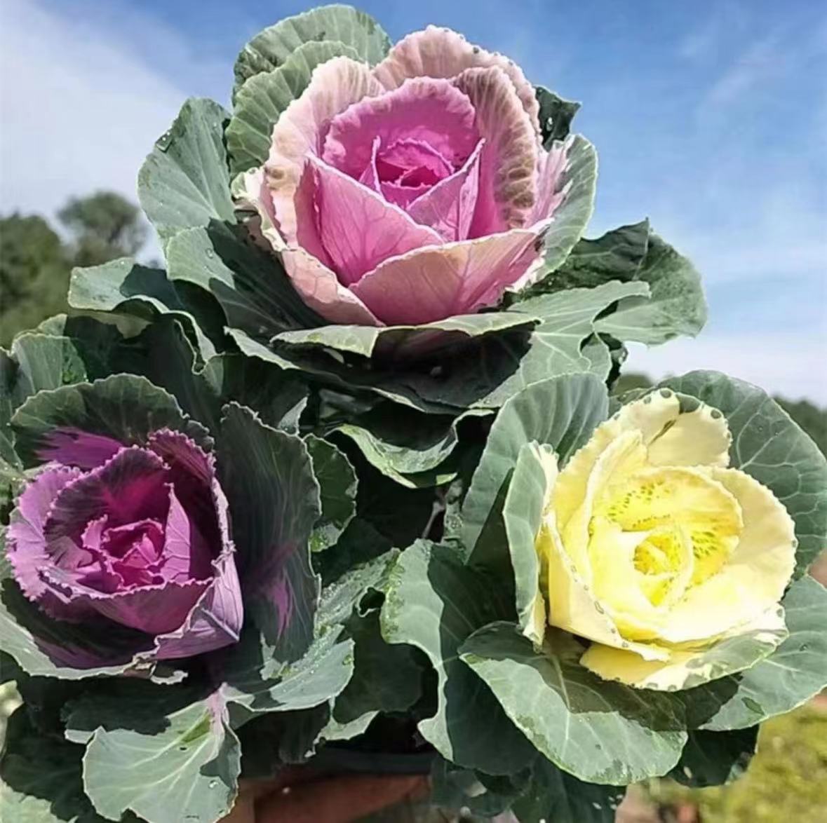 艾莎花园【羽衣甘蓝】多年生   秋冬抗寒阳台庭院盆栽小院种植