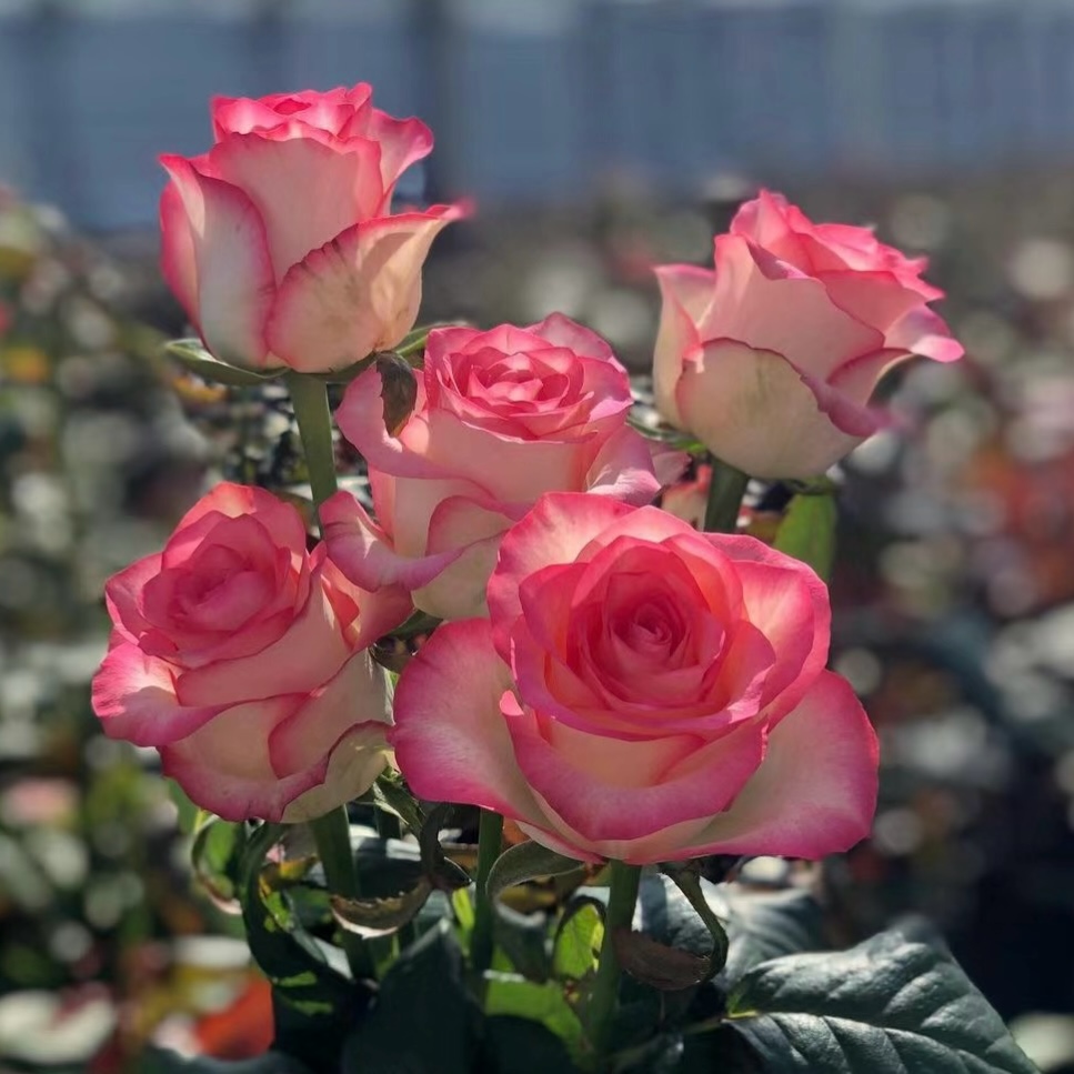 艾莎花园【艾莎玫瑰】独颗老桩高脚杯花型盆栽地栽四季开花耐热耐寒