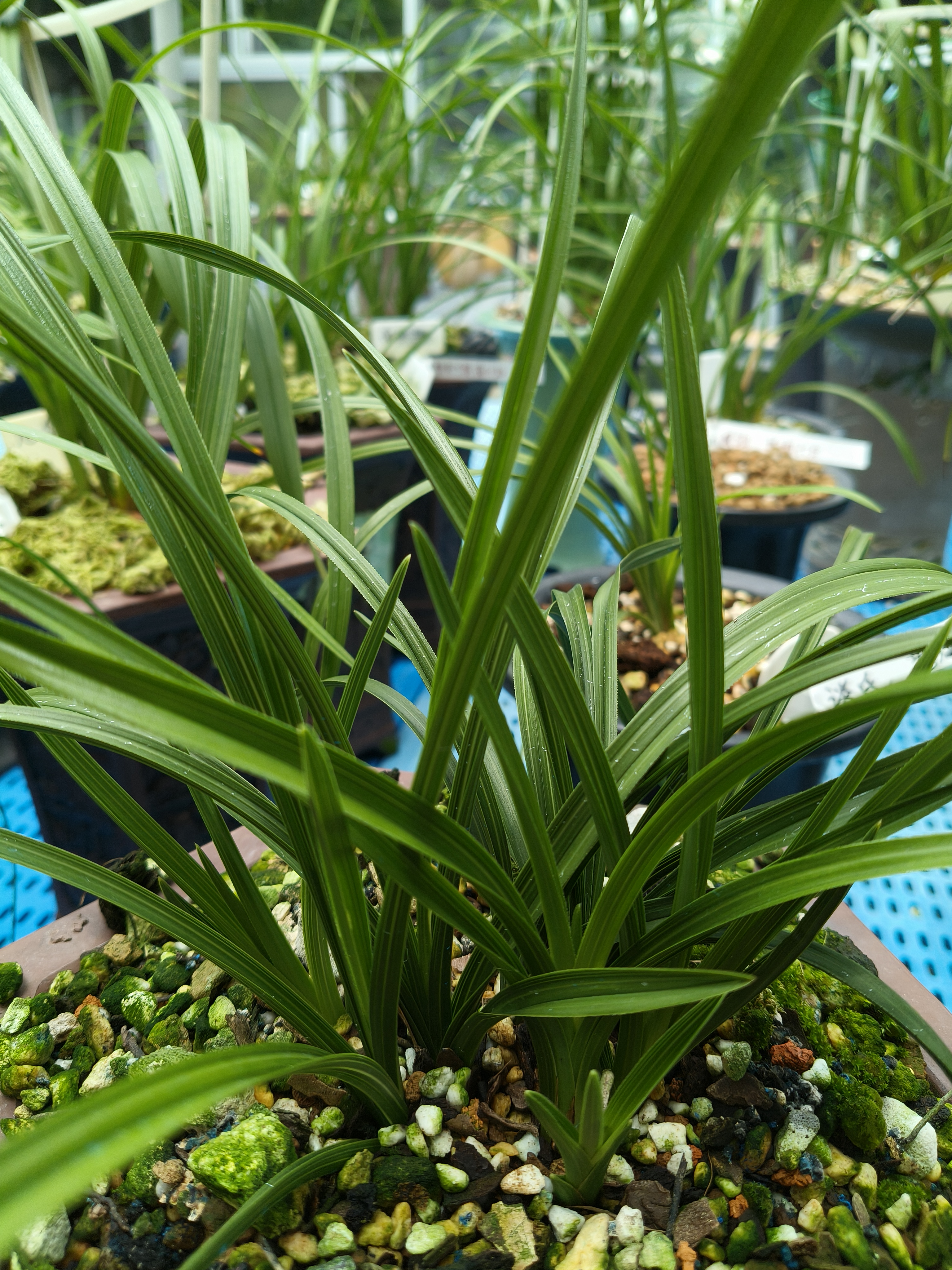 王姐兰园！兰花兰草2025售卖莲接东方东方墨蘭东方墨兰兰花盆栽