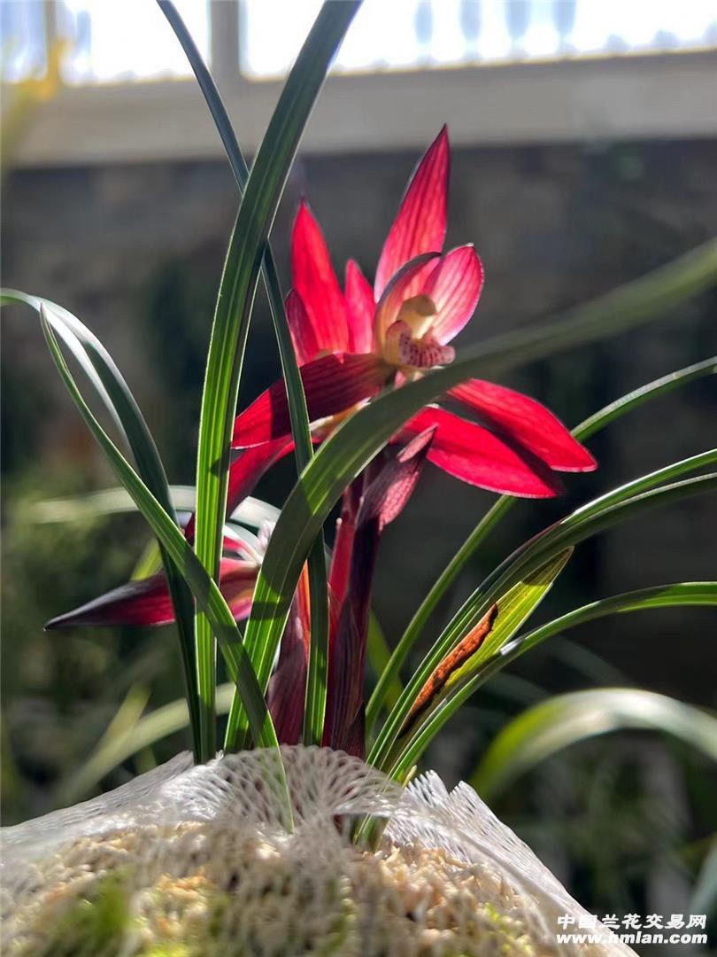 王姐兰园！春兰兰花兰花盆栽大中华水晶兰花卉绿植盆栽兰草盆景