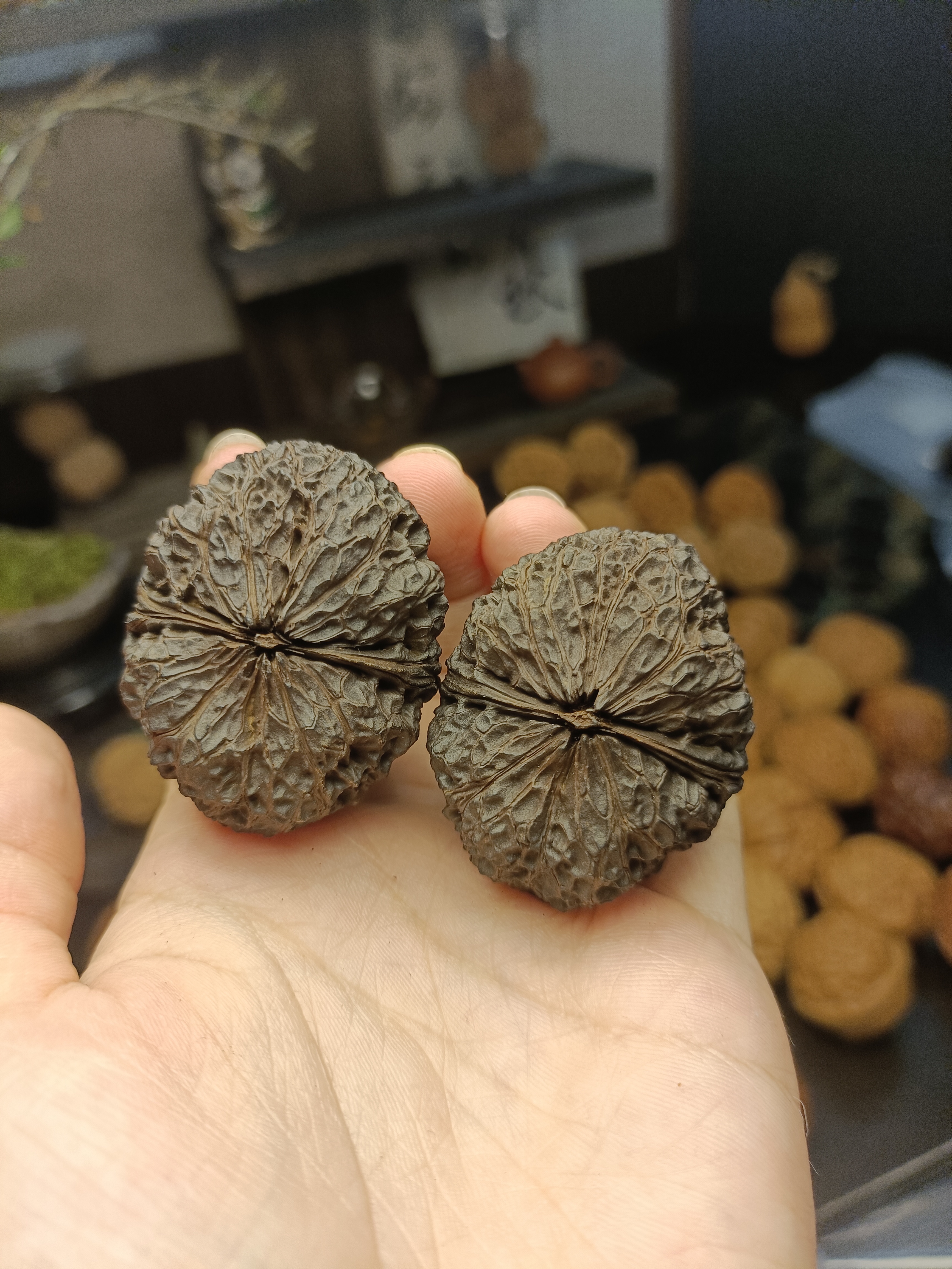 乌金炎龙42.4 一物一图