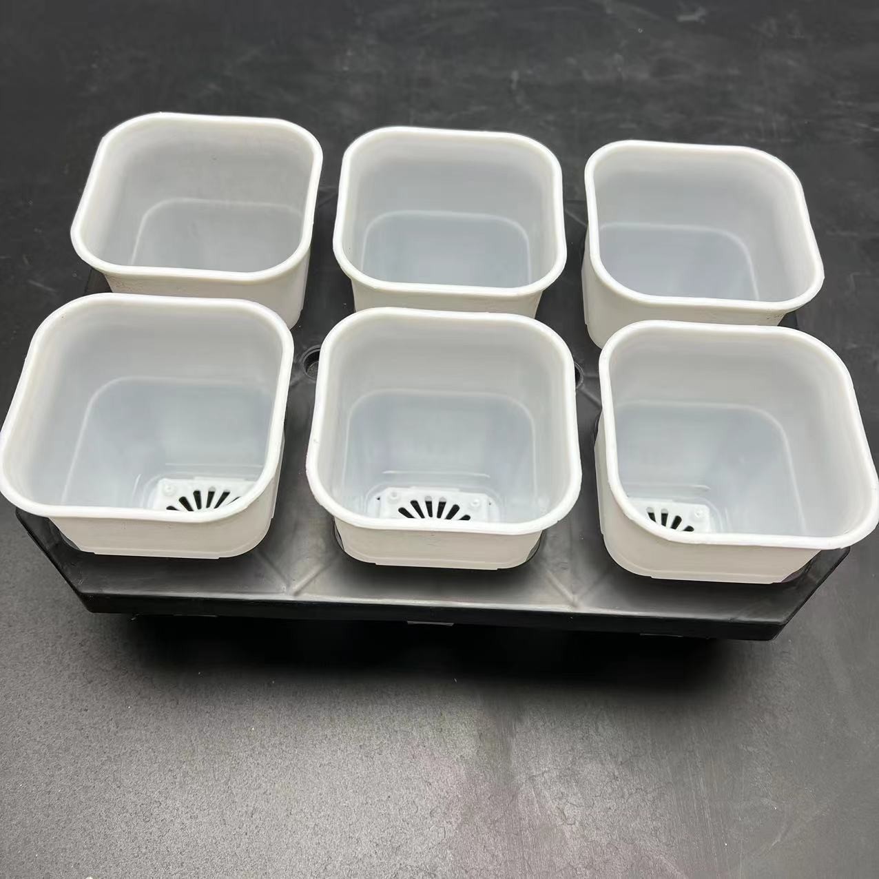 十二卷玉露多肉盆