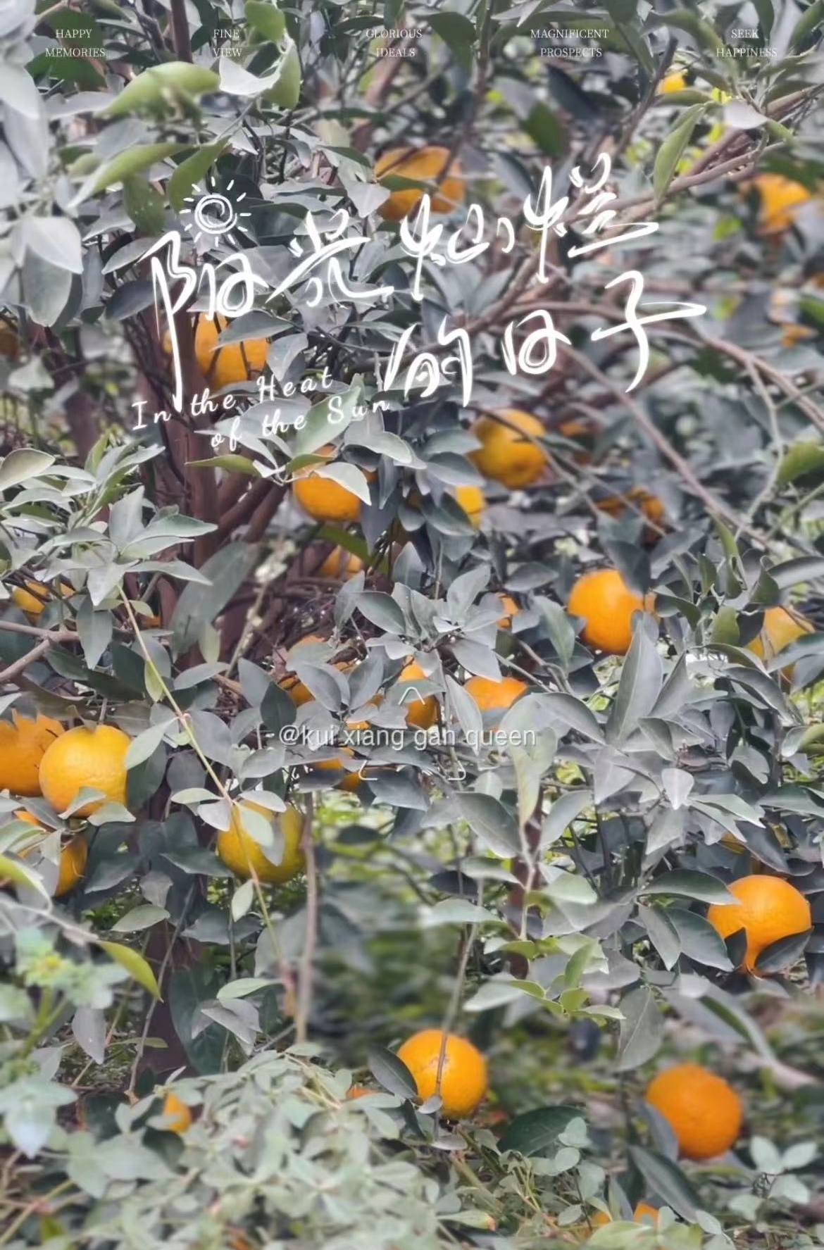 新会柑/有机种植/自家果园/鲜果一斤