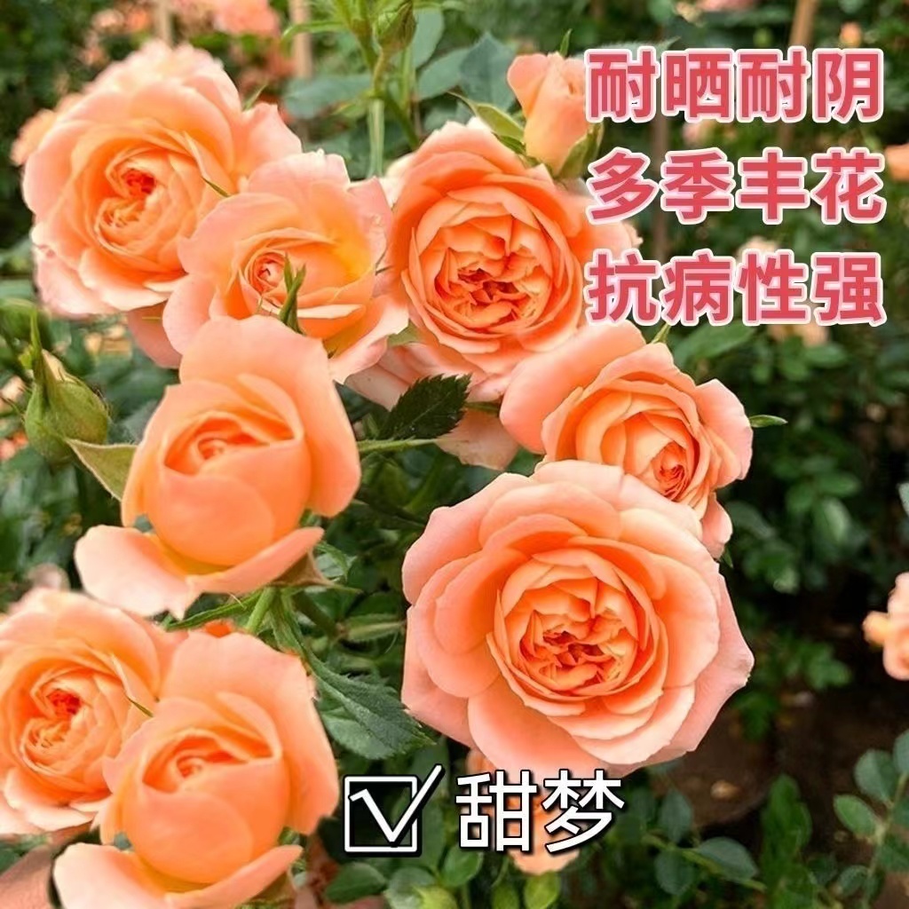 （甜梦）月季藤本月季大花浓香四季开花蔷薇大爬藤庭院阳台地栽盆栽